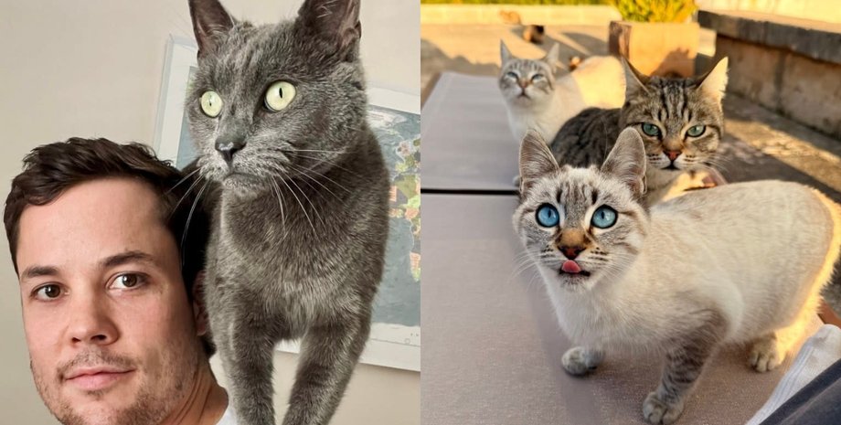 Чоловік прихистив 17 безпритульних котів, безпритульні коти, коти жили на ділянці, знайшов котів під час переїзду, купив будинок із котами