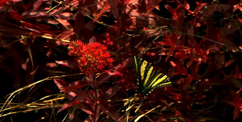 медоносная пчела, мир глазами медоносной пчелы