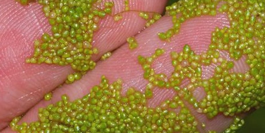 водяная мука, растение