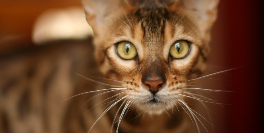 бенгал, бенгальский кот, кот