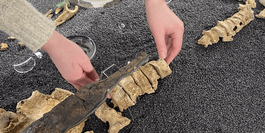 дослідження, останки, поховання, археологія