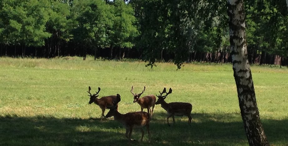 В Сухолучье / Фото: "Новое время"
