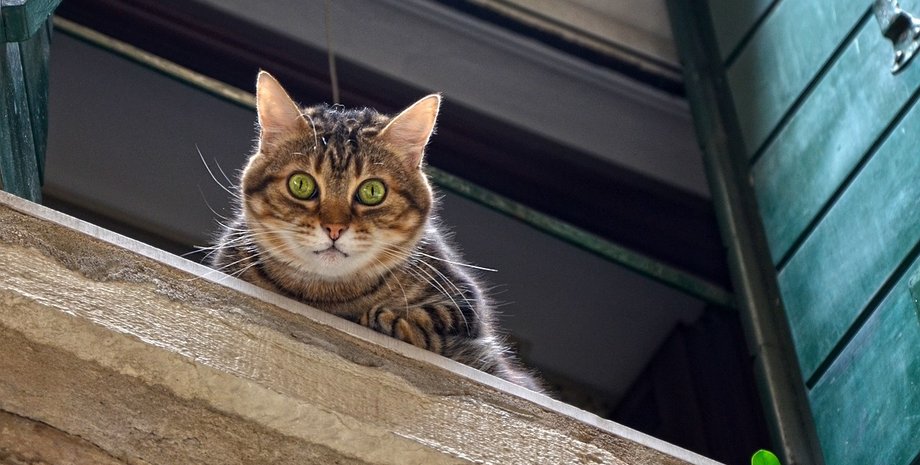 Жінка знайшла незвичне фото кота серед старих світлин: чим воно особливе
