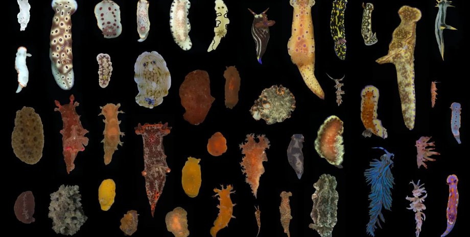 морской слизень, виды морских слизней