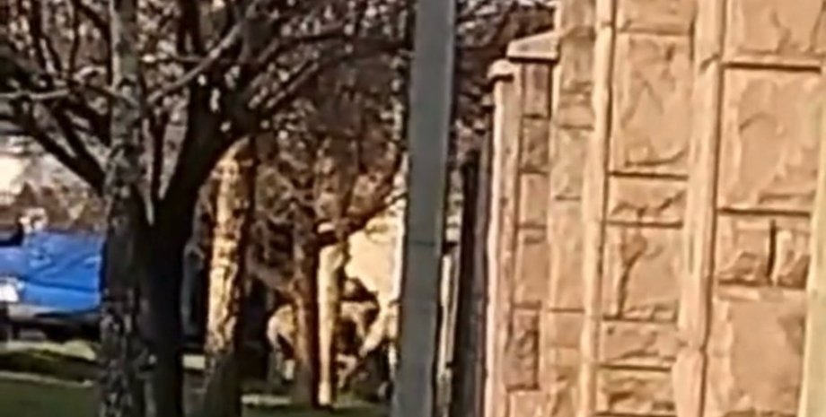 ТЦК, Мукачево, Закарпатье