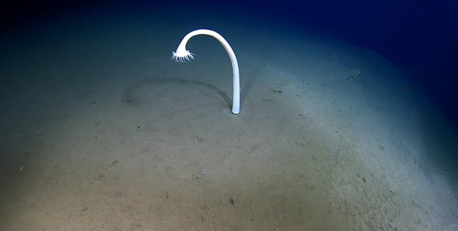 Тихий океан глубоководные морские существа