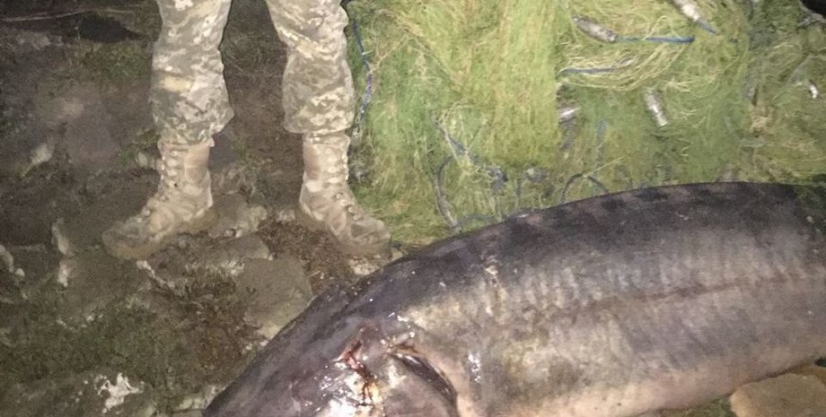 Фото: dpsu.gov.u