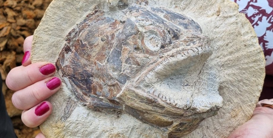 окаменелость, рыба, руки, женщина, фото