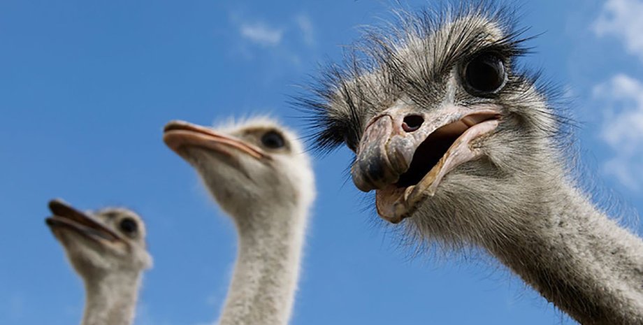 страусиная ферма, кийловская аскания