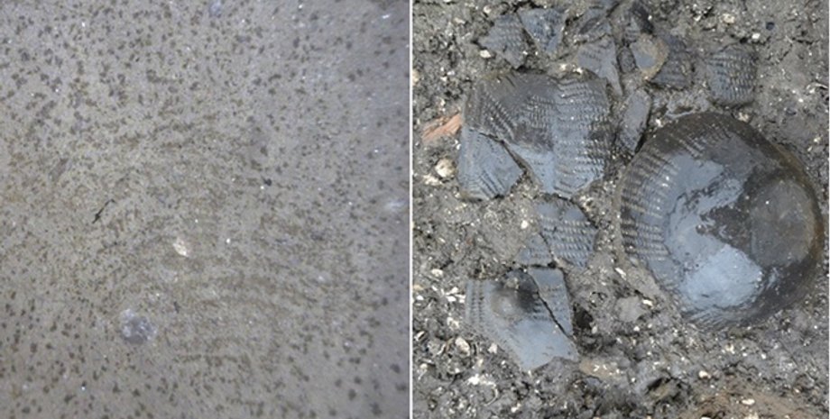 Находка датских археологов / Фото: Discovery