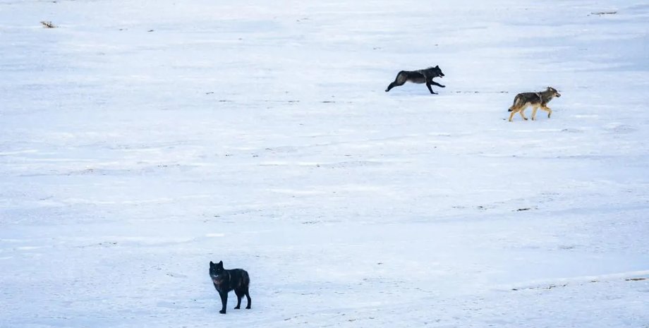 волки в парке колорадо