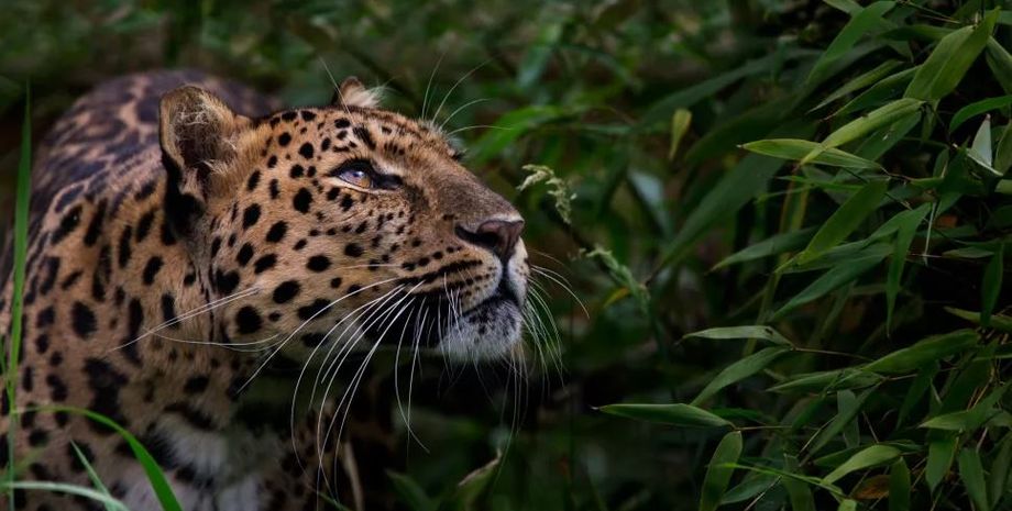 амурский леопард, дальневосточный леопард