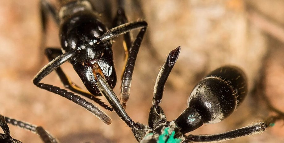 мурахи, мурахи матабеле