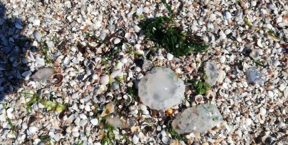 Медуза на пляжі