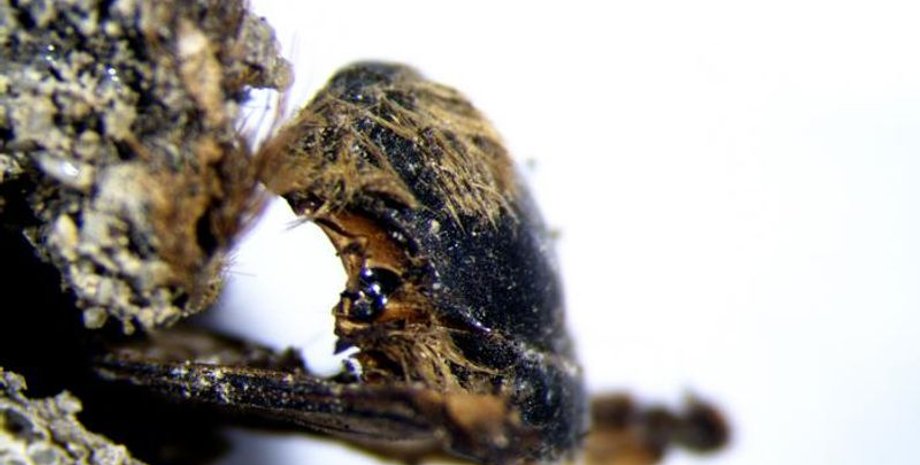 пчелы, древние окаменелости пчел, сохранение пчел, сохранение насекомых, мумии пчел, археологическая находка в Португалии, устойчивость к изменению климата, историческая массовая смертность, рентгеновская микрокомпьютерная томография, палеонтология