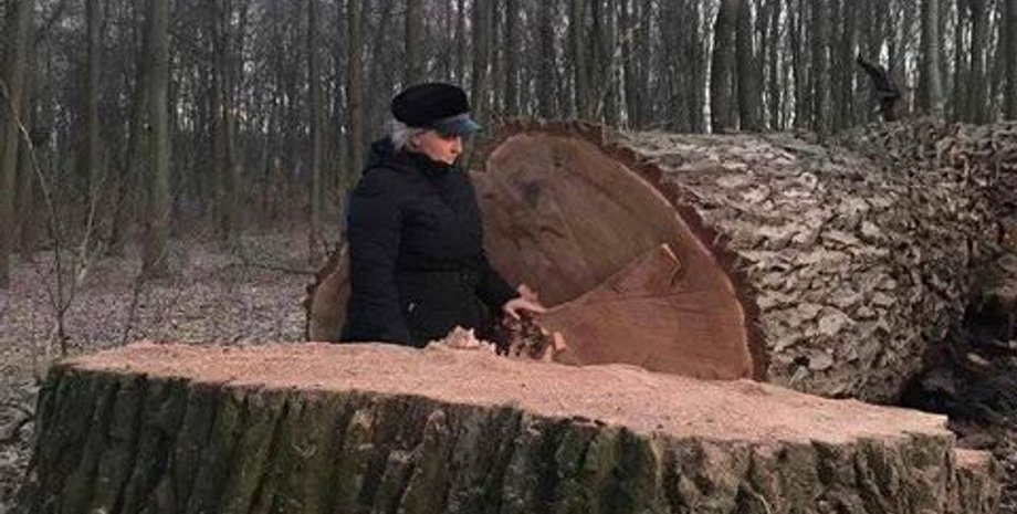 киев, голосеевский парк, дубы, деревья