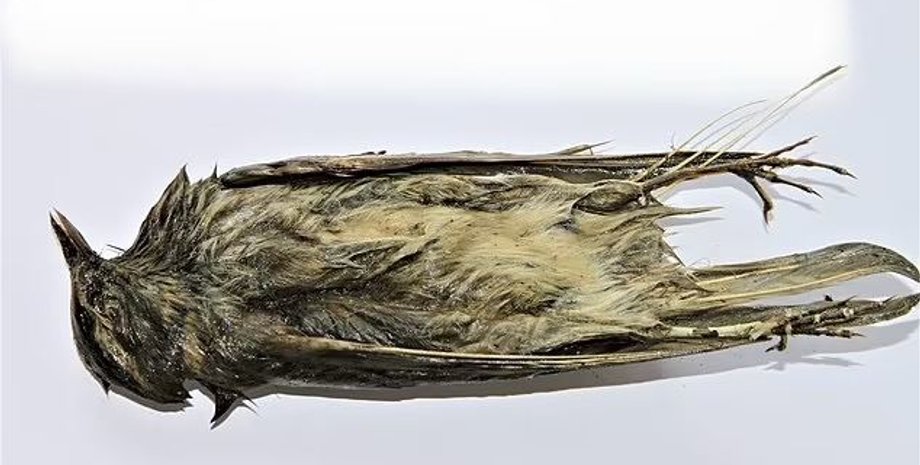 мумія, дрsзд-білобровик, фото