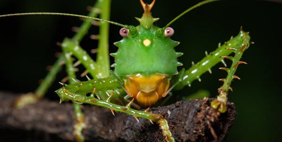 колючий кузнечик