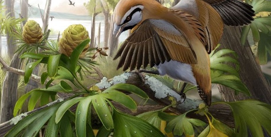 Brevirostruavis macrohyoideus, древняя птица, энанциорнисовые птицы