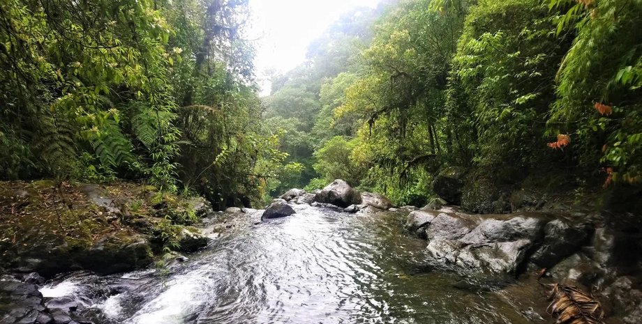 джунгли река