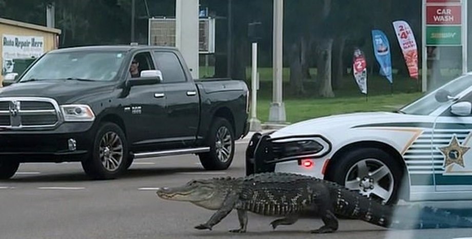 аллигатор, Тампа, Флорида