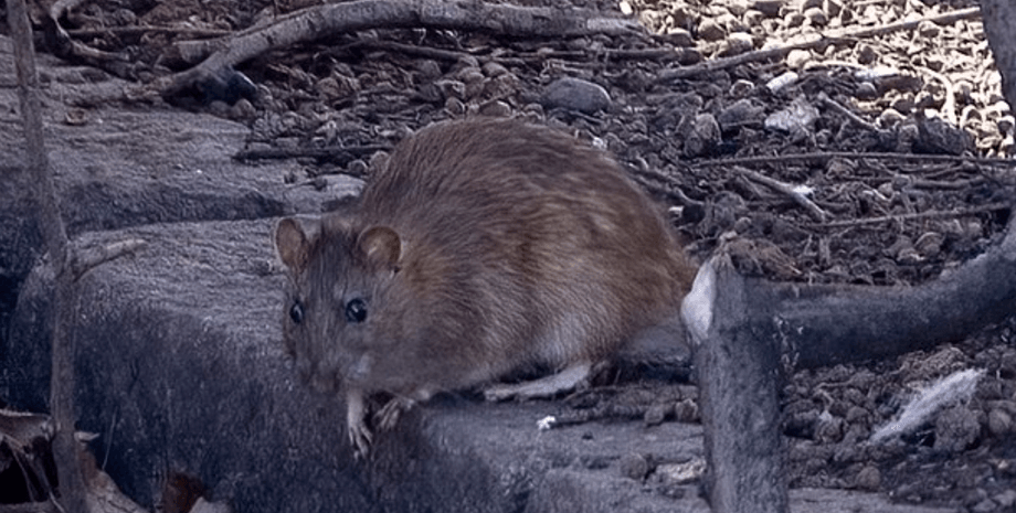 Щурі атакують людей