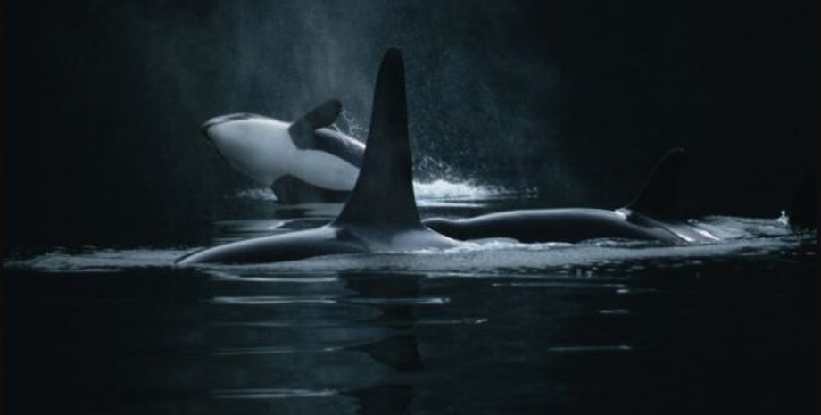 косатки, напад косаток, косатки напад