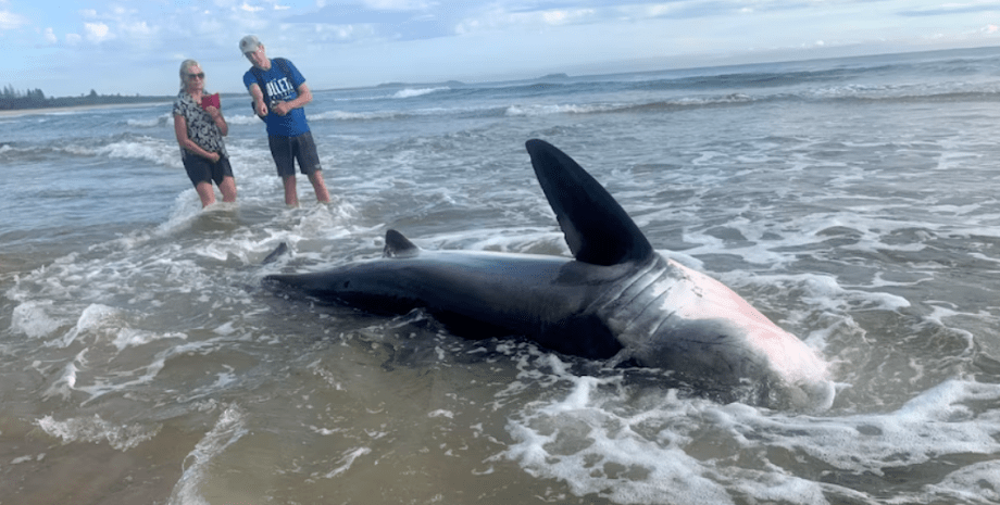 Білу акулу викинуло на берег, хижачка, морська істота, курйоз, Сьюзі Мартін, Австралія, фото