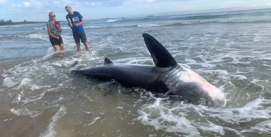 Белую акулу выбросило на берег, хищница, морское существо, курьез, Сьюзи Мартин, Австралия, фото