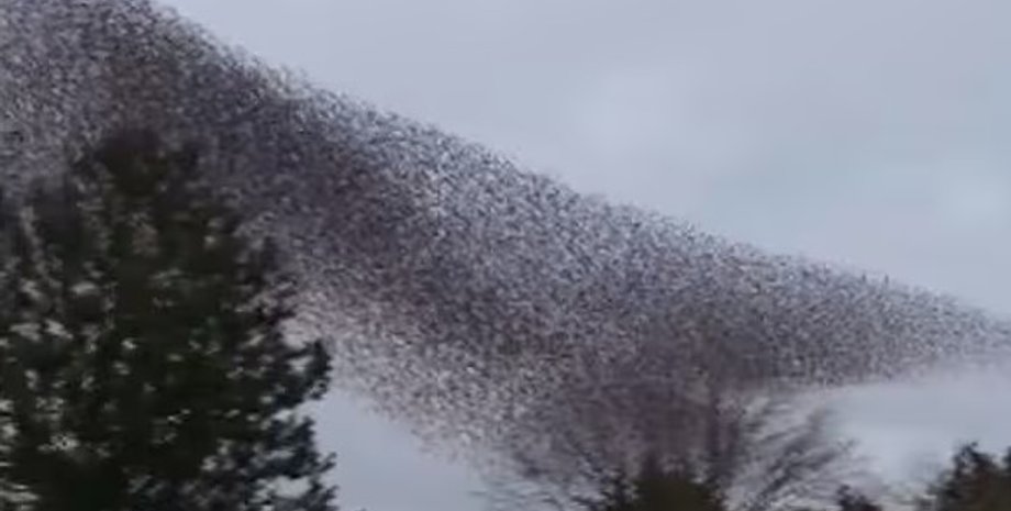 стая скворцов огромная стая скворцов