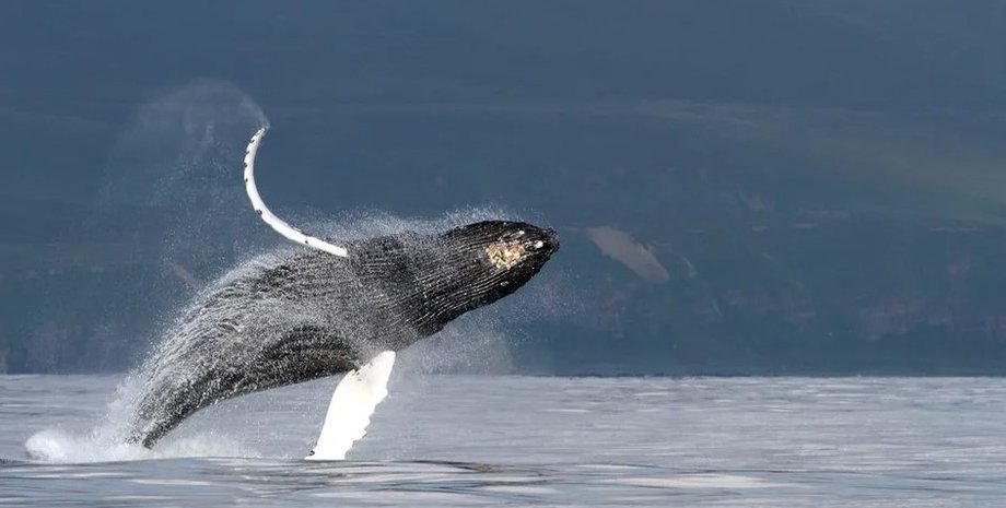 кит, горбатый кит, песни китов