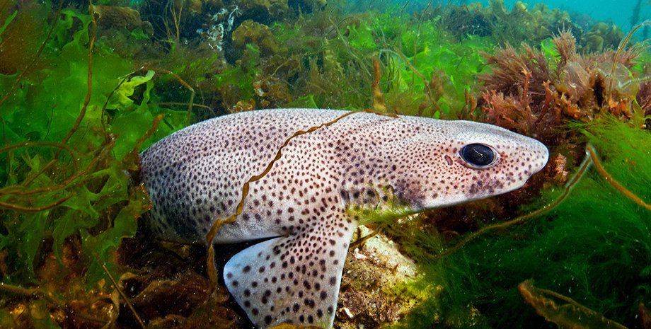 акула, котяча акула, котяча акула рецептори