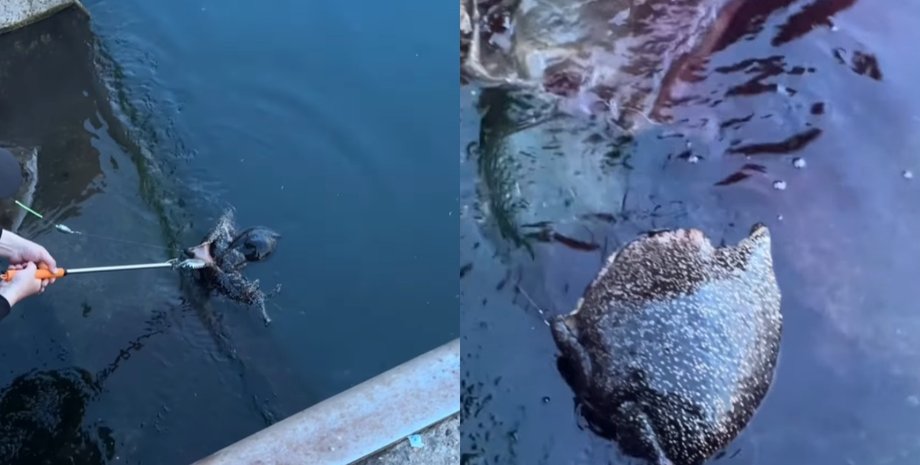 Женщина во время рыбалки поймала необычное существо, которое поразило людей