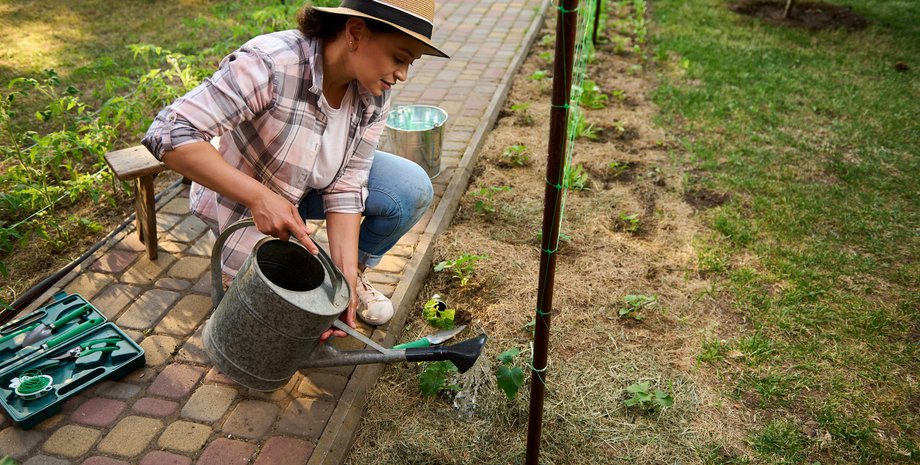 садівництво, рослини, висадка рослин