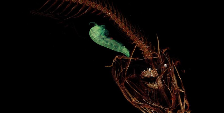 Марианский парусник с креветкой внутри / Фото: Mackenzie Gerringer/University of Washington, University of Hawaii