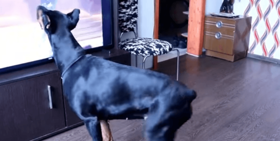 танок собаки