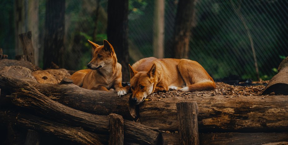 собаки, захоронения, люди, динго, исследования, Австралия, находка, статус, обряд, останки, останки, коренное население, вредитель, история, отношения, зубы