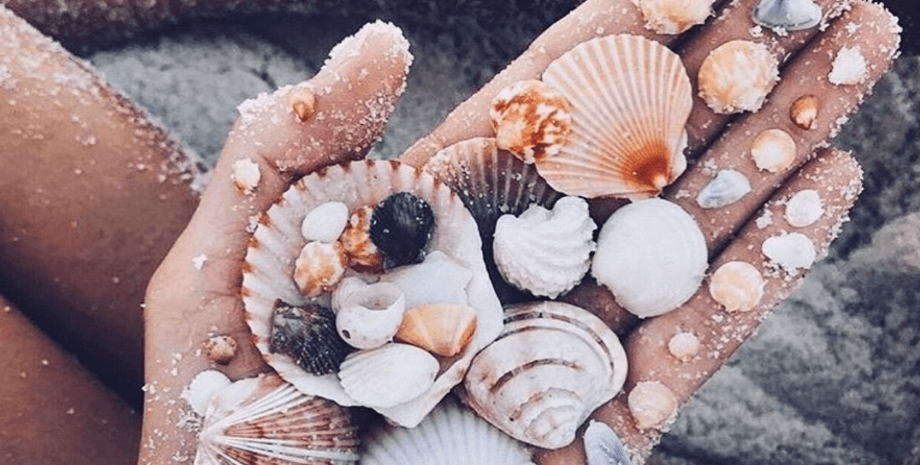 Сюрприз в ракушке