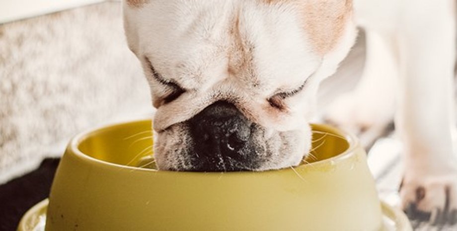 собака , еда