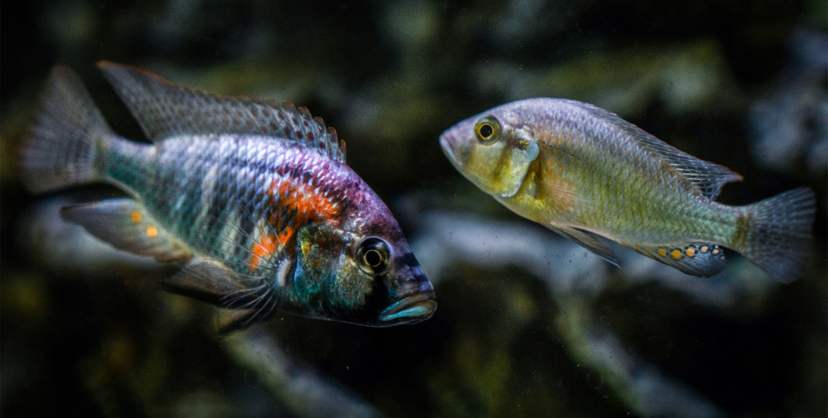 Доминирующий и подчиненный самец цихлиды вида Astatotilapia burtoni рыбы, цихлиды, цихлиды рыбы