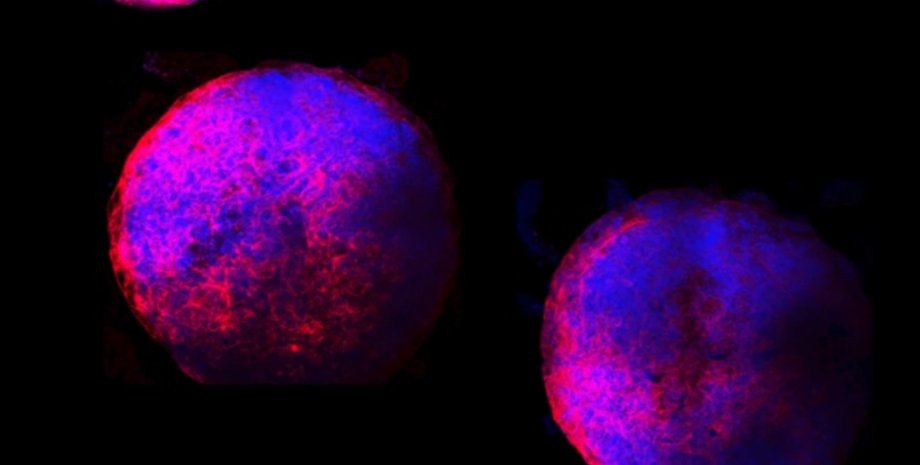 Фото: Michigan State University