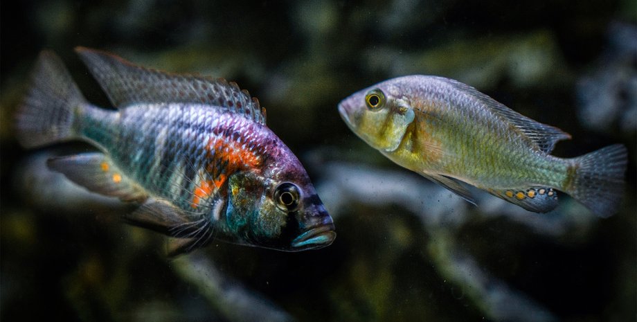 рыбы, цихлиды, цихлиды рыбы
