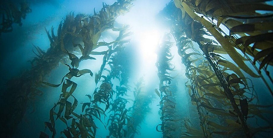 лес ламинарии