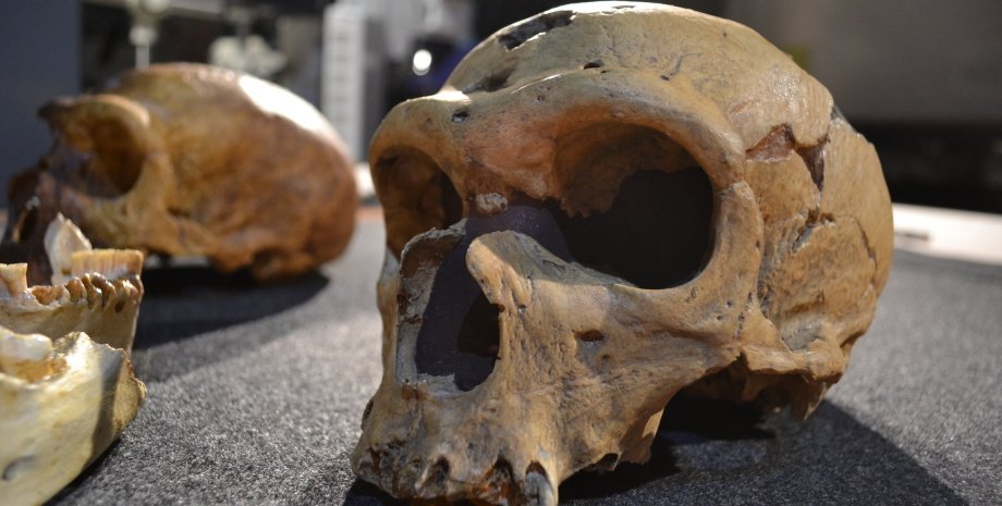 неандертальці, Homo sapiens, ДНК, мозок