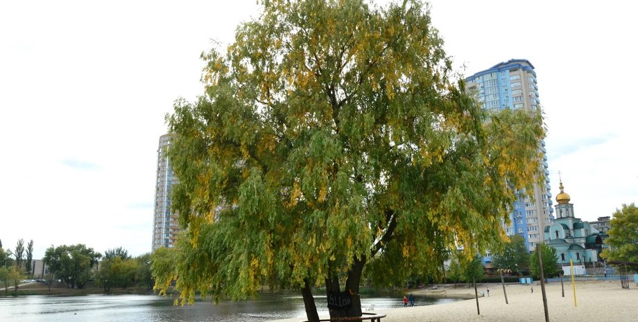 "Дерево Цоя". Фото: 112.ua