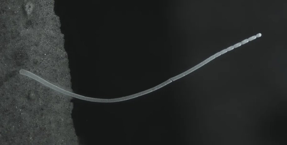 гігантська бактерія