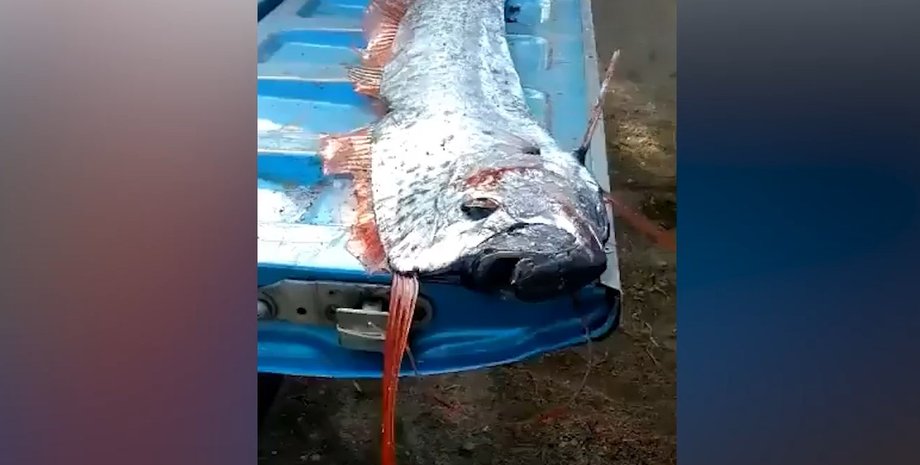 Сельдяной король, рыба судного дня, поймали рыбу судного дня