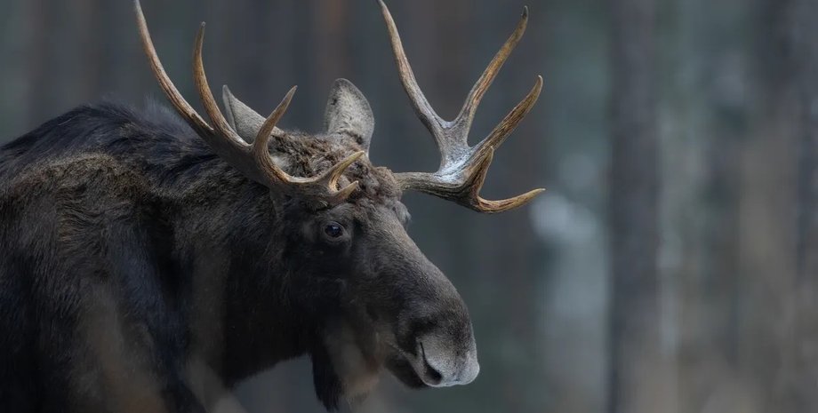 лось Alces alces животное