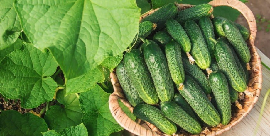 Аналитики назвали причины удорожания цены на огурцы огурцы