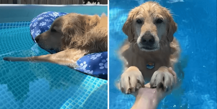 золотистий ретривер у басейні